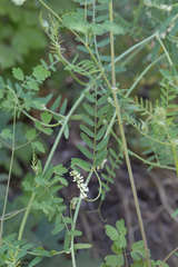 Vicia pulchella