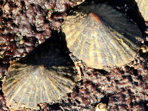 Siphonaria normalis observed 2014-05-30
