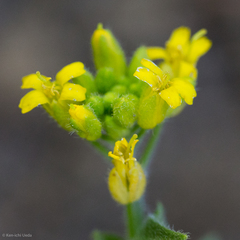 Draba petrophila