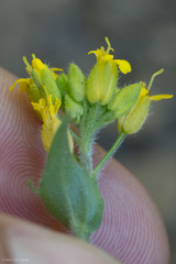 Draba petrophila