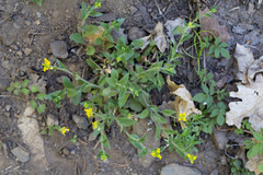 Draba petrophila