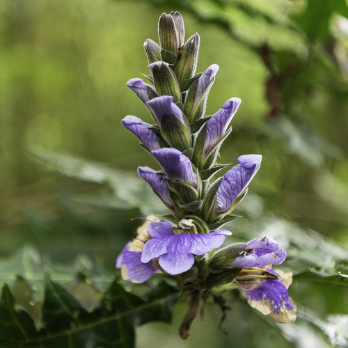 Acanthus eminens