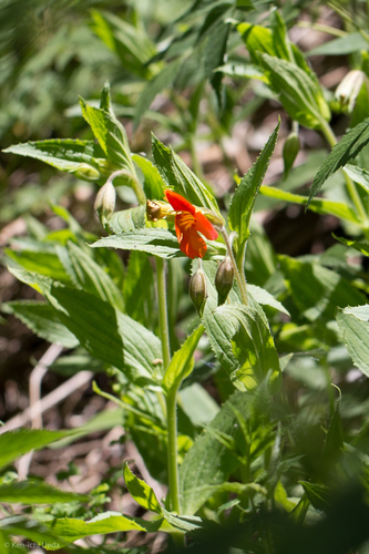 Erythranthe cinnabarina (Erythranthe cinnabarina)