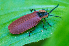 Lycus sanguinipennis