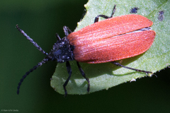 Macrolygistopterus rubripennis