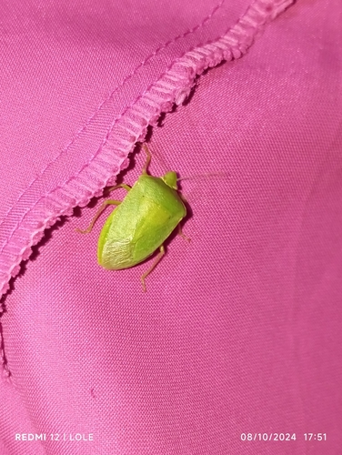 Southern Green Stink Bug