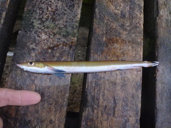 Gonorynchus forsteri