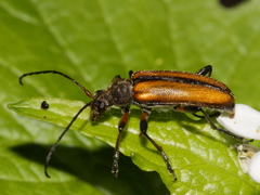 Cortodera humeralis