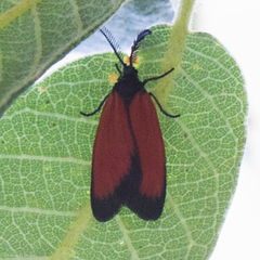 Pyromorpha latercula