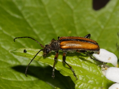 Cortodera humeralis