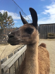 Lama