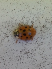 Harmonia axyridis