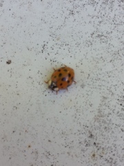 Harmonia axyridis