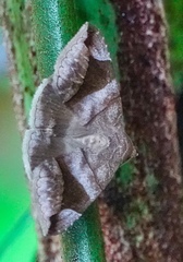 Bastilla amygdalis