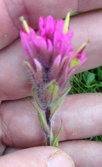 Castilleja lemmonii
