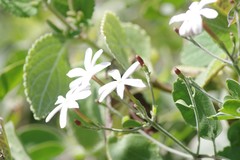 Jasminum fluminense
