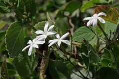 Jasminum fluminense