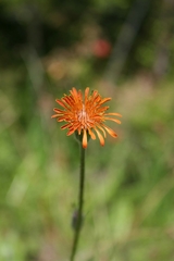 Agoseris aurantiaca
