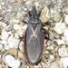Triatoma incrassata - Photo (c) C. Mallory, some rights reserved (CC BY-NC), uploaded by C. Mallory