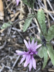 Lessingia leptoclada