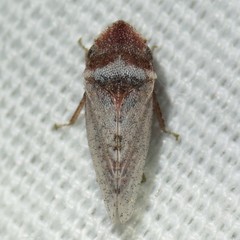 Xerophloea