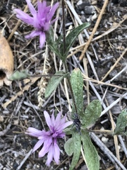 Lessingia leptoclada