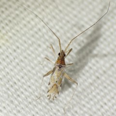 Phytocoris squamosus