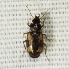 Tetragonoderus