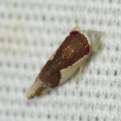 Norvellina pulchella