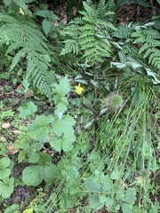 Geum urbanum