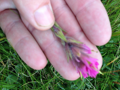 Castilleja lemmonii