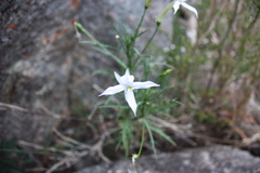 Lithotoma anethifolia