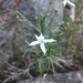 Lithotoma anethifolia - Photo (c) tjeales, algunos derechos reservados (CC BY-SA), subido por tjeales