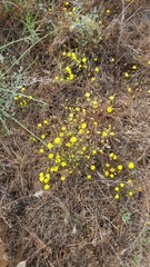 Malacothrix foliosa foliosa