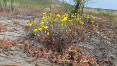Malacothrix foliosa foliosa