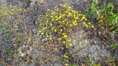 Malacothrix foliosa foliosa