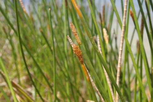 Image of Eleocharis interstincta by no rights reserved