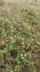 Calystegia macrostegia amplissima