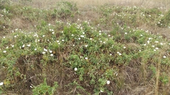 Calystegia macrostegia amplissima