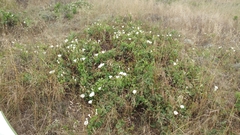 Calystegia macrostegia amplissima