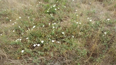 Calystegia macrostegia amplissima