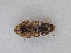 Synchita undata