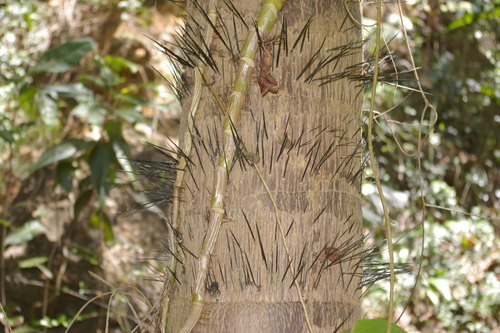 Image of Corozo by no rights reserved