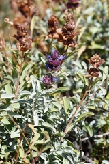 Salvia dorrii incana