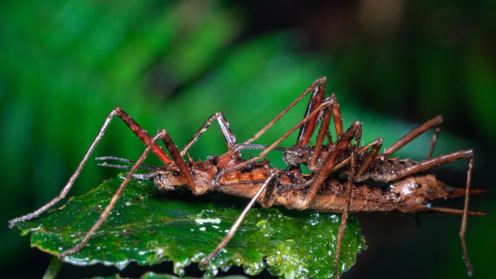 Labidiophasma rouxi