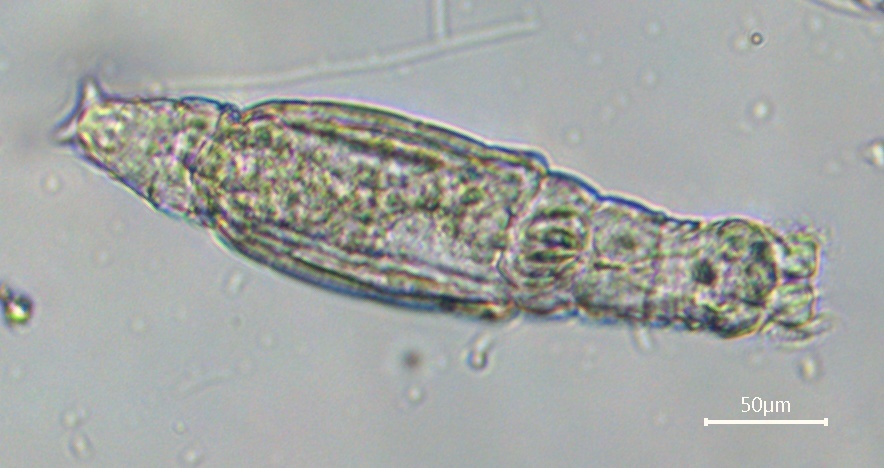 Habrotrocha constricta