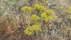 Deinandra clementina