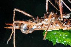 Labidiophasma rouxi