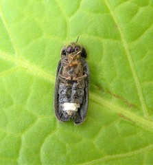 Lamprohiza splendidula