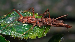 Labidiophasma rouxi